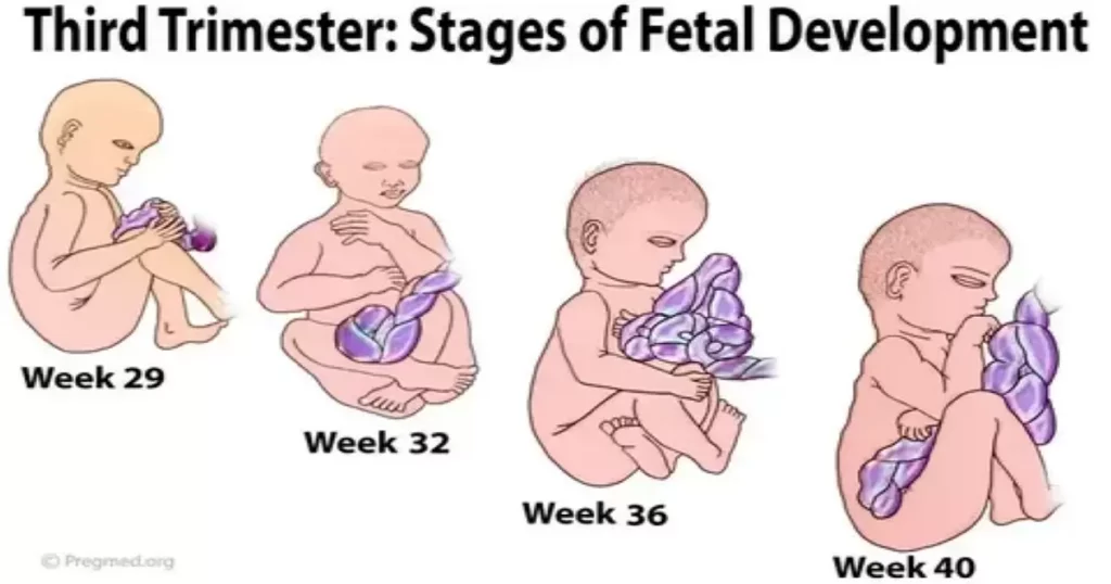   First trimester vs. second and third trimesters
